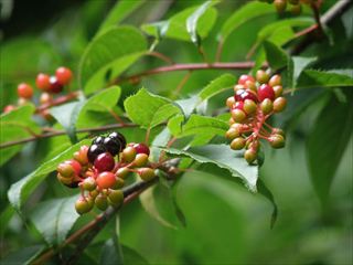 ウワミズザクラ